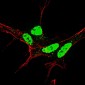 Phospho-Nanog(S71) Antibody